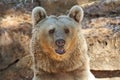 Big Bear posing for visitorsi in Tel Aviv Royalty Free Stock Photo