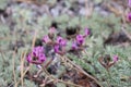 Astragalus Leucolobus Bloom - San Bernardino Mtns - 061323