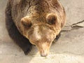 Big Bear in zoo