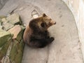 Big Bear in zoo