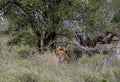 African lion in natural habitat, wild nature, lies resting in bushes. Safari in South Africa savannah. Animals wildlife Royalty Free Stock Photo