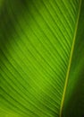Banana leaf closed up texture Royalty Free Stock Photo