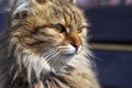 Big beautiful bengal cat on the street, head close up, selective focus on eyes Royalty Free Stock Photo