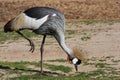 The grey crowned crane (Balearica regulorum) in a safari of Israel