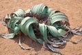 Welwitschia mirabilis flower on yellow sand of Namib desert background top view close up, Southern Africa