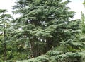 Big beautiful Blue Atlas Cedar tree Cedrus Atlantica Glauca with blue needles on lush branches in Feodosia park