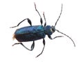 Big beautiful blue bug ÃÂ«violet SaperdaÃÂ» family of longhorn beetle