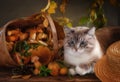 Big beautiful blue eyes cat with Fresh beautiful forest mushrooms. Vintage style still life. The cat is Chinese New Year 2023 Royalty Free Stock Photo