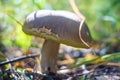 Big beautiful boletus edulis mushrooms growing in the forest