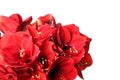 Big beautiful bouquet of red Amaryllis