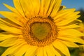 Big Beautiful Bright Yellow Sunflowers with a heart shaped center  Close Up Isolated. Royalty Free Stock Photo