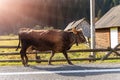 Big beautiful brown cow walking along mountain road in alpine scenic country village against wooden barn and forest on Royalty Free Stock Photo