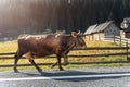 Big beautiful brown cow walking along mountain road in alpine scenic country village against wooden barn and forest on Royalty Free Stock Photo