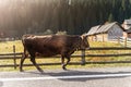 Big beautiful brown cow walking along mountain road in alpine scenic country village against wooden barn and forest on Royalty Free Stock Photo