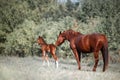 Big, beautiful brown horse gets acquainted with a small colt, who two days old.