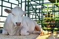 Big beautiful bull, muzzle close up. Farm, agricultural business, background, texture. Royalty Free Stock Photo