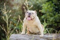 A big beautiful Bulldog in a forest Royalty Free Stock Photo