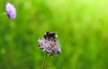 Big beautiful bumble bee on clover in the forest Royalty Free Stock Photo