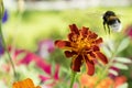 Big beautiful bumblebee is flying towards the flower Marigolds