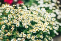 Big beautiful bush with chamomiles, chamomile bloom, spring and summer time Royalty Free Stock Photo