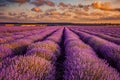 Big beautiful lavander field in the morning with eolian turbines Royalty Free Stock Photo