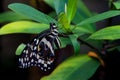 Big beautiful butterfly on flower