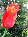 Big, beautiful tulip