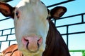 Big beautiful cow on the farm, muzzle close up. Royalty Free Stock Photo