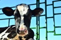 Big beautiful cow, muzzle close up. Farm, agricultural business, background, texture. Royalty Free Stock Photo