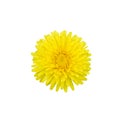 Big beautiful dandelion flower. Isolated. White background Royalty Free Stock Photo