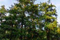 Big beautiful Douglas firs Pseudotsuga menziesii in Massandra park, Crimea