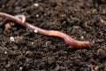 Big beautiful earthworm in the black soil, close-up. Royalty Free Stock Photo