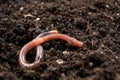 Big beautiful earthworm in the black soil, close-up. Royalty Free Stock Photo