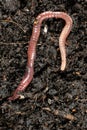 Big beautiful earthworm in the black soil, close-up. Royalty Free Stock Photo