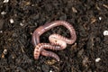 Big beautiful earthworm in the black soil, close-up. Royalty Free Stock Photo