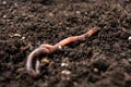 Big beautiful earthworm in the black soil, close-up. Royalty Free Stock Photo