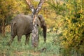 Big beautiful elephant in the savannah, wild animal, safari game drive, Eco travel and tourism, Kruger national park, South Africa Royalty Free Stock Photo