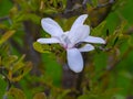 Big beautiful flower of evergreen magnolia