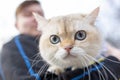 A big beautiful fluffy cat in hands of the owner outdoor. cat looks at camera with blue eyes.