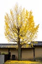 Big beautiful Gingko trees against  blue sky and traditional traditional Korean. Royalty Free Stock Photo