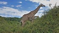 Big beautiful giraffe with a long neck, against the blue sky. Royalty Free Stock Photo