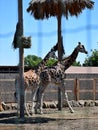 A big beautiful giraffe stands in the sun at the zoo, summer