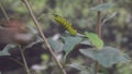 Big beautiful green exotic caterpillar sitting on leaf, insects, entomology