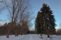 Big beautiful green spruce in the forest or park