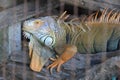 A big, beautiful iguana in a large cage Royalty Free Stock Photo