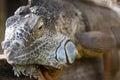 Big beautiful iguana lizard up close Royalty Free Stock Photo