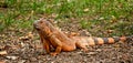 An iguana on the grass Royalty Free Stock Photo