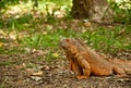 A big beautiful iguana Royalty Free Stock Photo