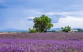 Big beautiful lavender field with a farm in the background of mountains and beautiful sky with clouds.