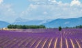 Big beautiful lavender field with a farm in the background of mountains and beautiful sky with clouds.